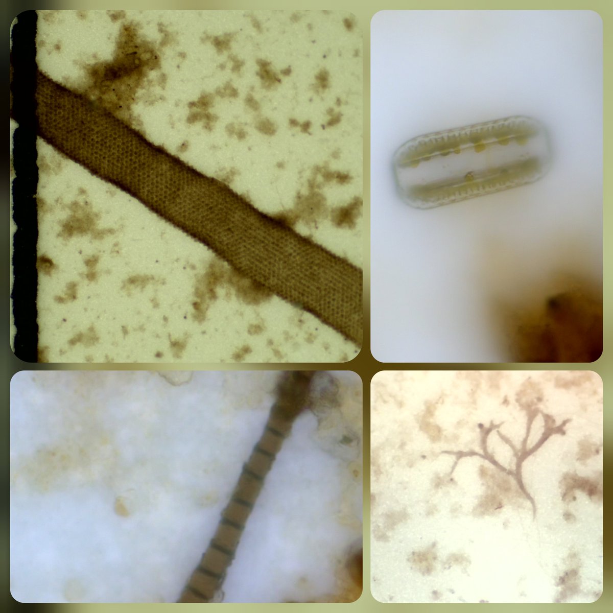Manuela Salvado (@manu_salvado) on Twitter photo No todo son #microplasticos
También observamos tejidos vegetales y algas en nuestros ríos. Proyecto Plastisfera.
#MMPTcampaing
#plastisferaRadio3
<a href="/iesfrojas/">IES Fernando d Rojas</a> No todo son #microplasticos
También observamos tejidos vegetales y algas en nuestros ríos. Proyecto Plastisfera.
#MMPTcampaing
#plastisferaRadio3
<a href="/iesfrojas/">IES Fernando d Rojas</a>
