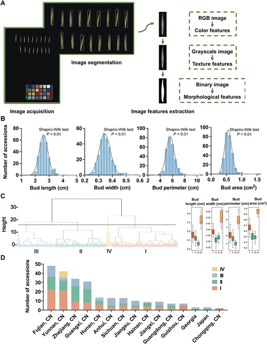 Horticulture Research (@hortres) on Twitter photo Study reveals CsKNOX6 negatively regulates tea bud size via transcriptomic & GWAS analysis. Overexpression in Arabidopsis shrinks leaves. #TeaGenetics #BudSizeControl <a href="/OxfordJournals/">Oxford Journals</a>
Details: doi.org/10.1093/hr/uha… Study reveals CsKNOX6 negatively regulates tea bud size via transcriptomic & GWAS analysis. Overexpression in Arabidopsis shrinks leaves. #TeaGenetics #BudSizeControl <a href="/OxfordJournals/">Oxford Journals</a>
Details: doi.org/10.1093/hr/uha…