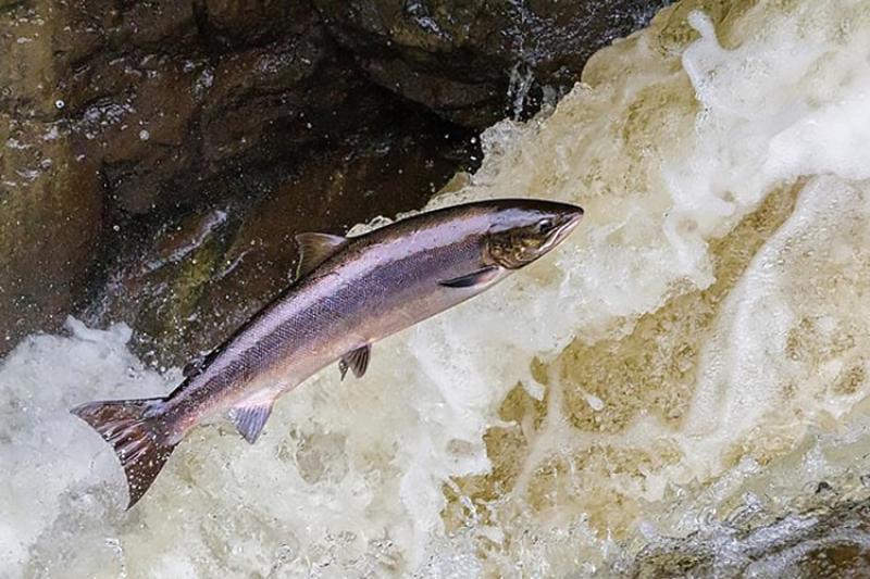 NOAA Fisheries (@noaafisheries) on Twitter photo NOAA Fisheries led the U.S. delegation at the <a href="/NASCO_Sec/">North Atlantic Salmon Conservation Organization</a> annual meeting, advancing a 10-year strategy to reverse Atlantic salmon declines. Key outcomes included Indigenous participation, a new salmon atlas, and bold action on major stressors.
Read more: nasco.int/forty-second-a⦠NOAA Fisheries led the U.S. delegation at the <a href="/NASCO_Sec/">North Atlantic Salmon Conservation Organization</a> annual meeting, advancing a 10-year strategy to reverse Atlantic salmon declines. Key outcomes included Indigenous participation, a new salmon atlas, and bold action on major stressors.
Read more: nasco.int/forty-second-aā¦