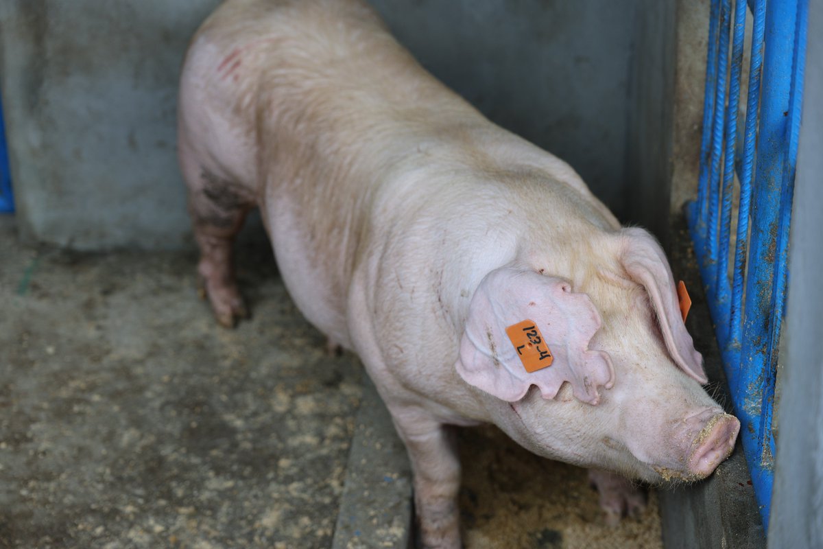 MOALFC Genada (@moagrenada) on Twitter photo Supporting our own! ๐ <a href="/moagrenada/">MOALFC Genada</a> just equipped 10 farmers with top-tier boars to strengthen our local pork industry.
A key move for food security, powered by the World Bank programme. #GrenadaGrows #SupportLocal ๐ Supporting our own! ๐ <a href="/moagrenada/">MOALFC Genada</a> just equipped 10 farmers with top-tier boars to strengthen our local pork industry.
A key move for food security, powered by the World Bank programme. #GrenadaGrows #SupportLocal ๐
