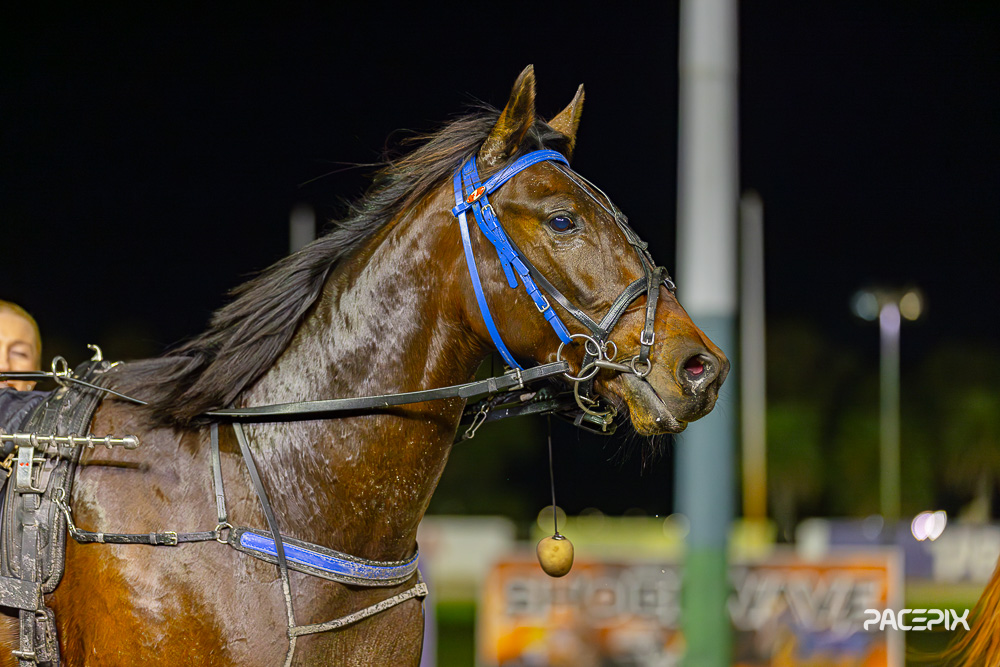PACEPIX (@pacepix_au) on Twitter photo Tuesday night winners from <a href="/GloucesterPark/">Gloucester Park</a> are all up on the website!
pacepix.com.au/harness-galler… Tuesday night winners from <a href="/GloucesterPark/">Gloucester Park</a> are all up on the website!
pacepix.com.au/harness-galler…