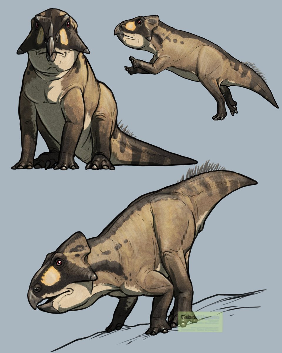 Quick studies of the small ceratopsian Leptoceratops gracilis in preparation for a commission 

This small(ish) ceratopsian is known from Late Cretaceous North America