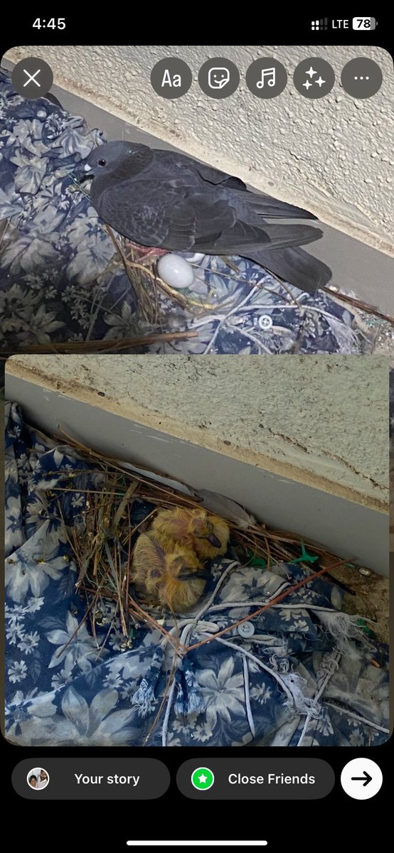 Immanuel1414's tweet photo. @krupakotecha_ When pigeon laid eggs in my Balcony wen we wer away I said let it give birth to a baby. Den it have birth to 2 beautiful babies and they grew up and flew away 🙃 https://t.co/ZFWasnRep7