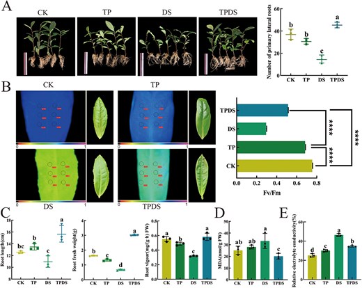 Horticulture Research (@hortres) on Twitter photo Tea polyphenols boost drought resistance via CsMYB77-CsPOD44, promoting root health. Insights for drought-tolerant tea breeding! #TeaDrought #Polyphenols #CsMYB77 <a href="/OxfordJournals/">Oxford Journals</a>
Details: doi.org/10.1093/hr/uha… Tea polyphenols boost drought resistance via CsMYB77-CsPOD44, promoting root health. Insights for drought-tolerant tea breeding! #TeaDrought #Polyphenols #CsMYB77 <a href="/OxfordJournals/">Oxford Journals</a>
Details: doi.org/10.1093/hr/uha…