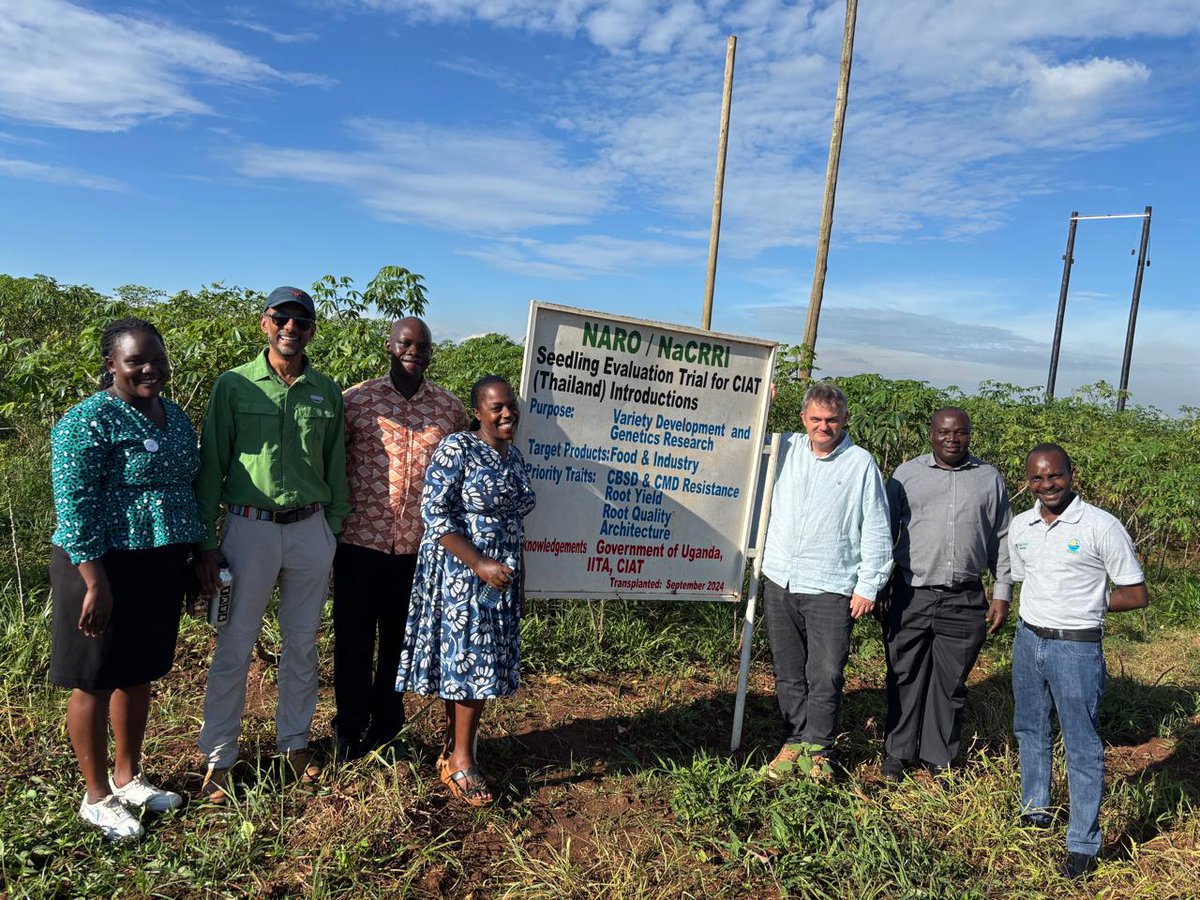 CGIARbreeding's tweet image. 🚀Mid-year review of #AcceleratedBreeding Scaling Breeding Operations (SBO) grant to @narouganda
✅ 600+ farmers surveyed on cassava & matooke needs
✅ Founder lines defined
✅ Maize germplasm sent for MLN screening & DH induction
✅On-farm trials scaling up with @1000farms