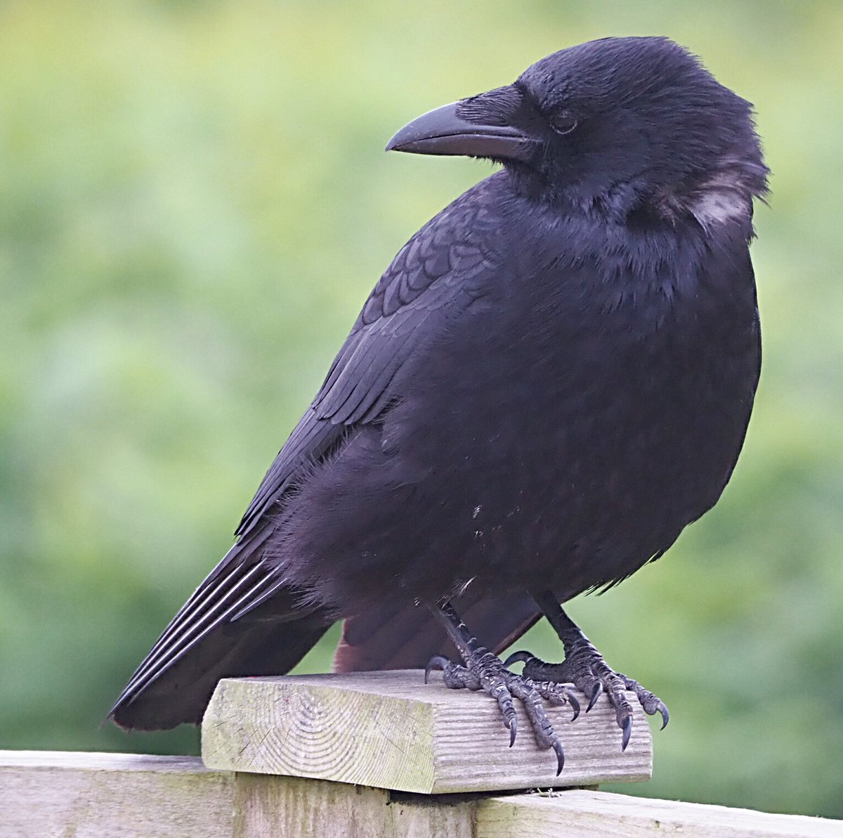 colin gittins tweet media