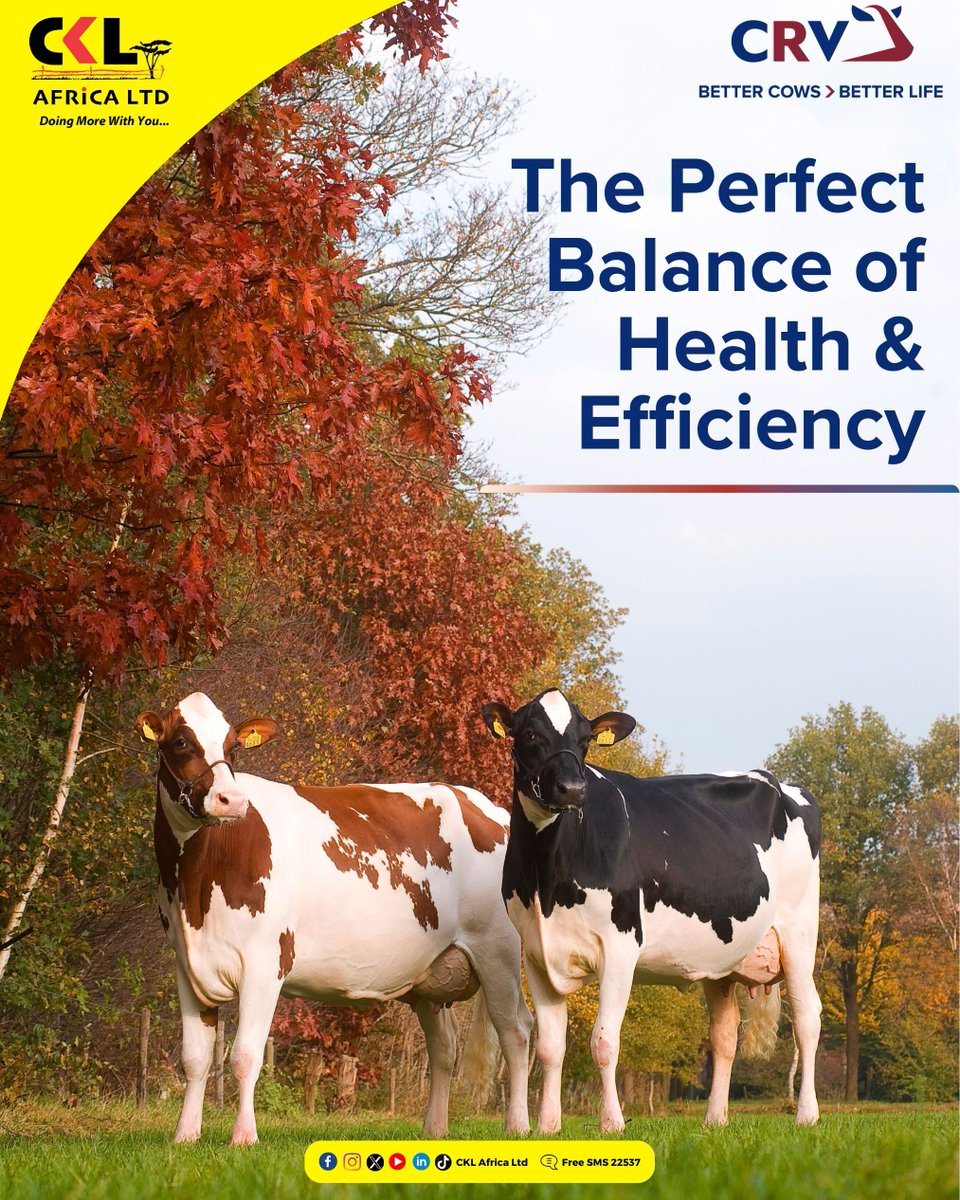 With CRV genetics, you get the perfect balance of health and efficiency — healthier cows, improved fertility, and higher milk yields. Start building your dream herd today. ckl.africa/product/crv/ <a href="/CRV4all/">CRV</a>  #bettercowsbetterlife