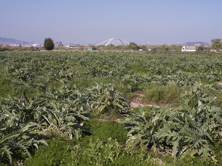 🔴 ✈️ Davant la presentació del projecte d'ampliació de l'aeroport del Prat, <a href="/coopagrariesCAT/">Federació de Cooperatives Agràries de Catalunya</a> manifesta l'oposició frontal a qualsevol proposta que impliqui la destrucció de sòl agrari.

➡️ ja.cat/kCm0W