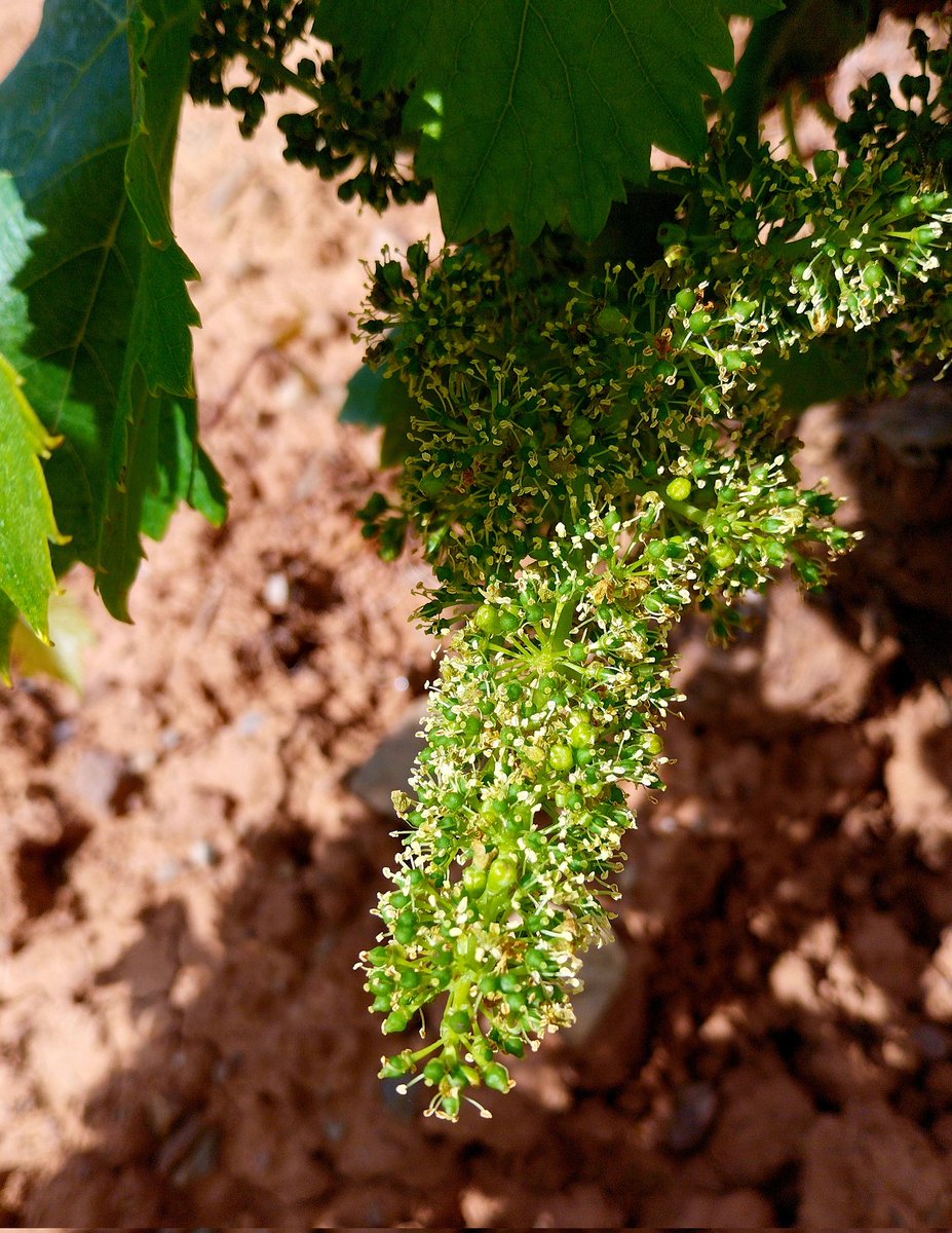 Como limpia la Garnacha!