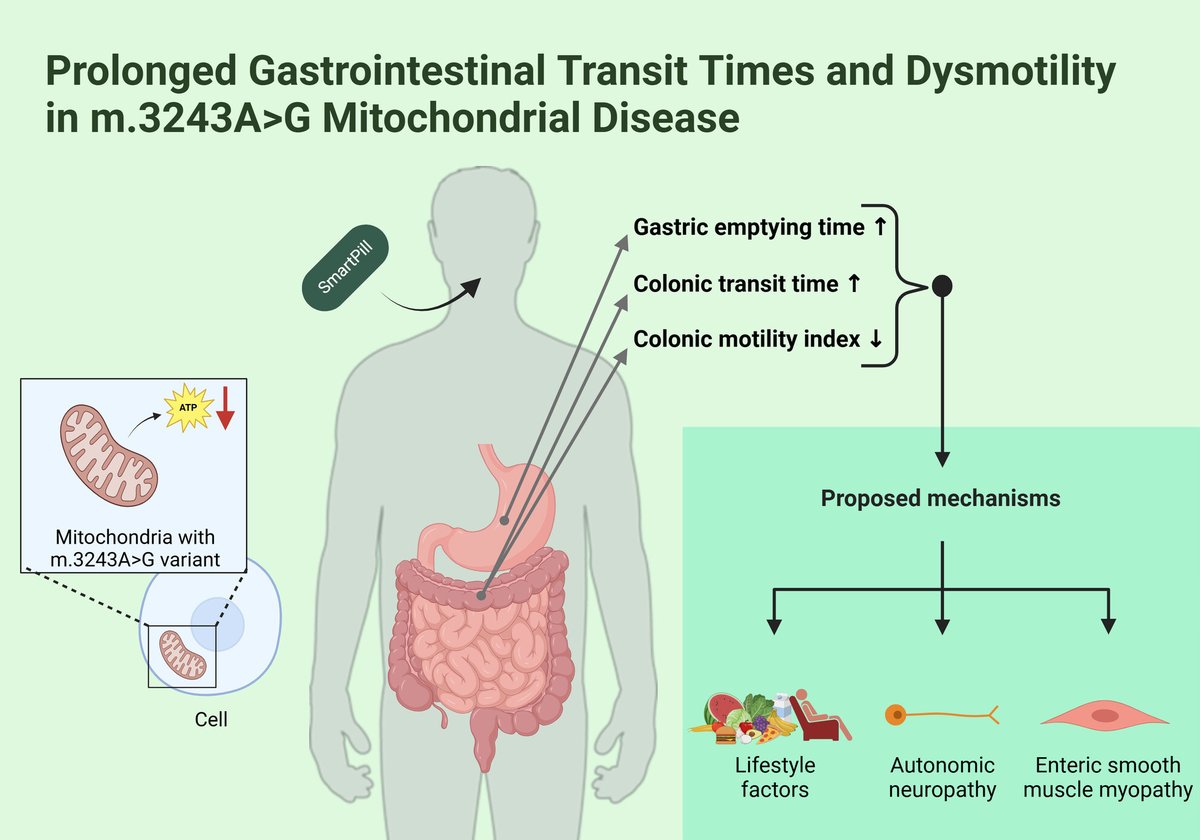 🆕🔥Carriers of m.3243A>G #Mitochondrial disease have impaired mitochondrial ATP production‼️
🎯Potentially compromise #EntericNerve function &amp; #SmoothMuscle activity⏩Delayed #GastricEmptying, ⬆️CTT &amp; ⬇️Colonic #MotilityIndex👏
👉onlinelibrary.wiley.com/doi/10.1111/nm…
<a href="/ANMSociety/">ANMS</a> <a href="/esnm_eu/">ESNM.eu</a>