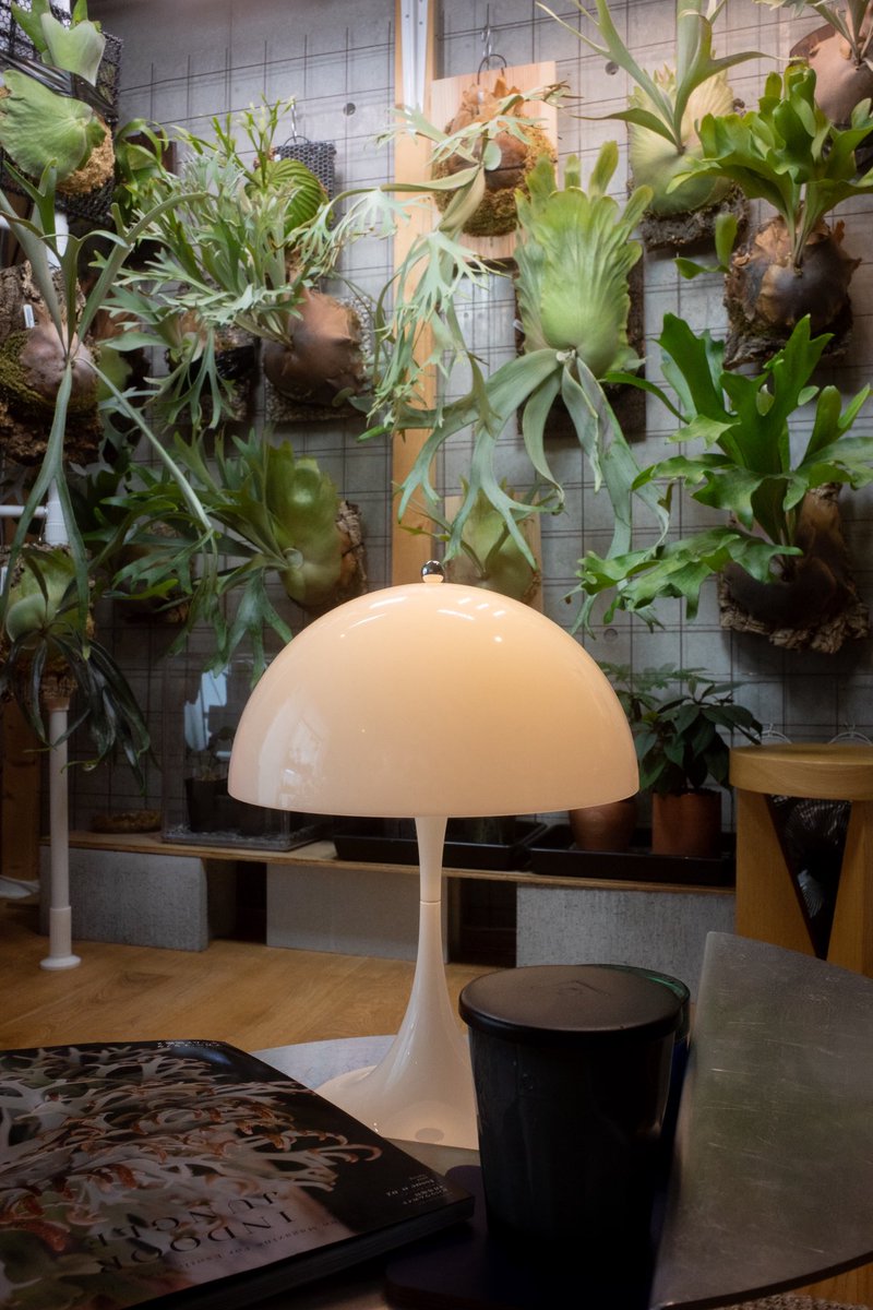 キノコみたいな照明とビカクシダ
これからの時期、風しっかり回さないと水苔からリアルキノコ生えます。
ほんとにどこからやってくるんだか…🍄