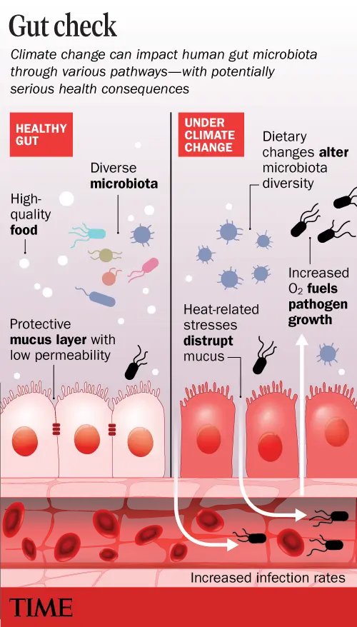 CAG (@cangastroassn) on Twitter photo 🌱 How is climate change affecting gut health? A recent TIME article takes a closer: time.com/7287156/how-cl…
In the article, CAG’s Climate Change committee co-chair, Dr. Desmond Leddin <a href="/DLeddin/">Desmond Leddin</a>, emphasizes the growing importance of understanding climate’s impact on GI health. 🌱 How is climate change affecting gut health? A recent TIME article takes a closer: time.com/7287156/how-cl…
In the article, CAG’s Climate Change committee co-chair, Dr. Desmond Leddin <a href="/DLeddin/">Desmond Leddin</a>, emphasizes the growing importance of understanding climate’s impact on GI health.