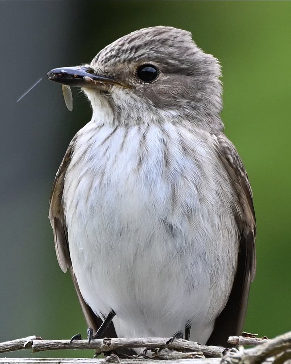 Spotted Flycatcher, at Dunkerton today