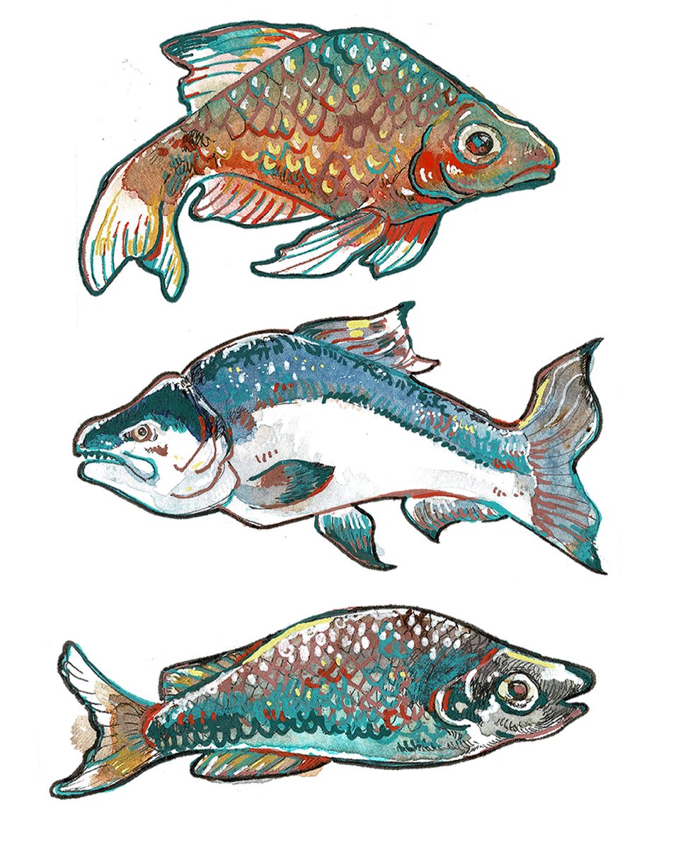 Drew some fish