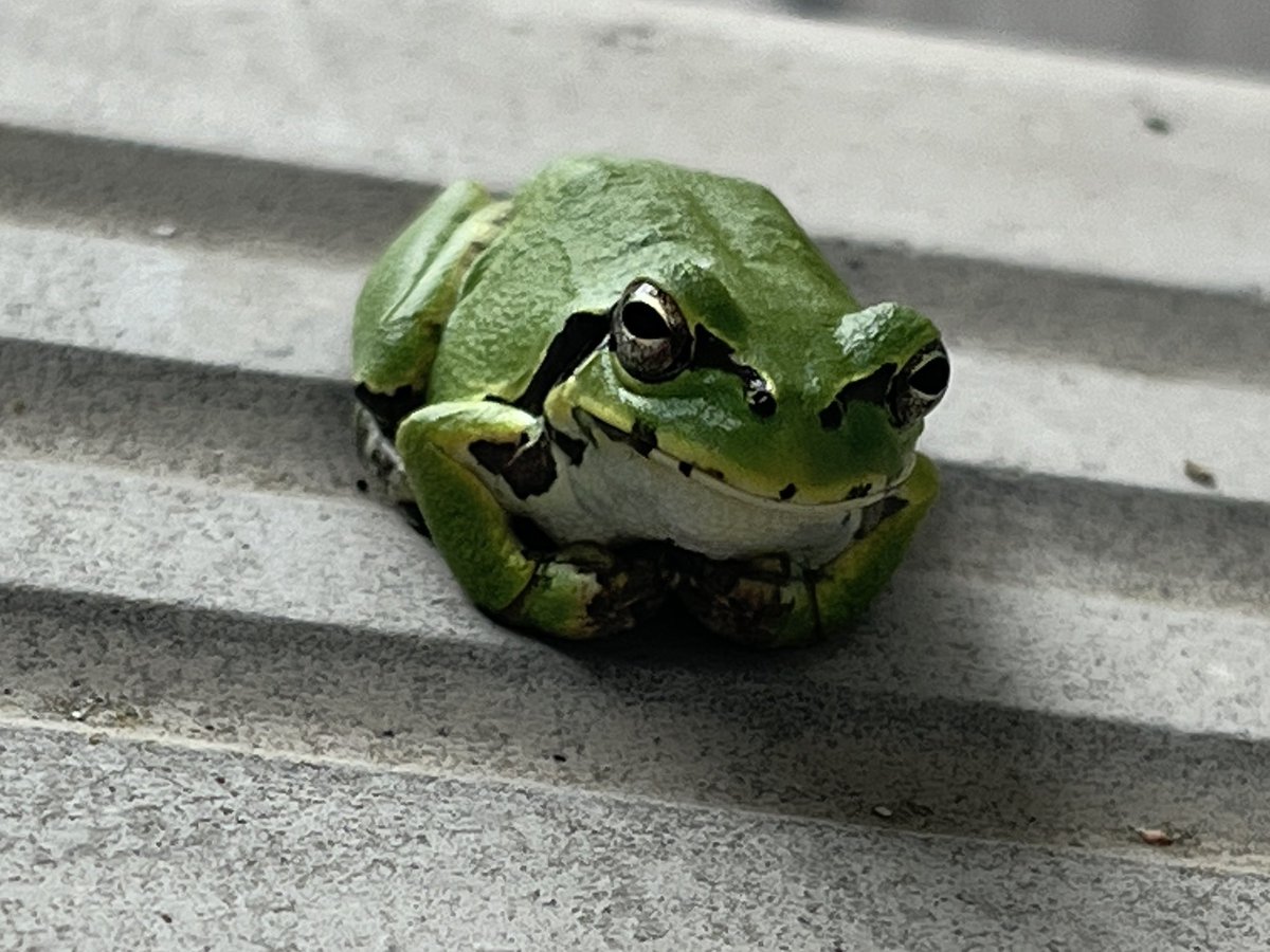 Ropiko_REALITY's tweet photo. お仕事中に遭遇🐸
あなたどうしてこんなとこに居たのよ
｡°(°`ω´ °)°｡
怖いのよ💦 https://t.co/1oB5LHb4tx