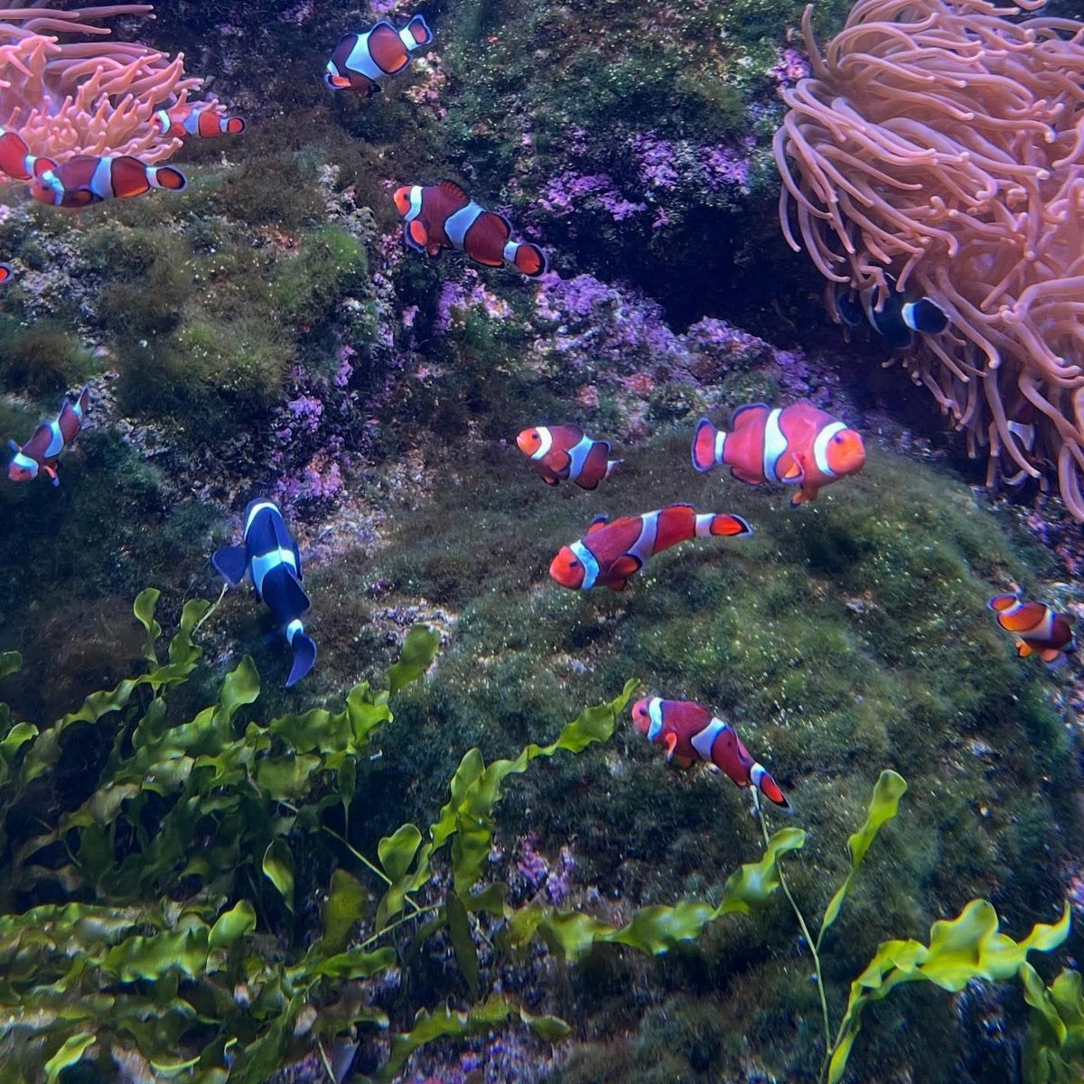 True or False? 🐟

All clown fish are born male and some turn female as they grow.

#sealifeadventure #zooquarium #clownfish #aquarium
