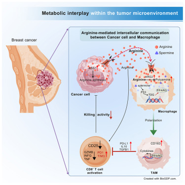 Cancer cell-derived arginine fuels polyamine biosynthesis in tumor-associated macrophages to promote immune evasion dlvr.it/TLGqlv