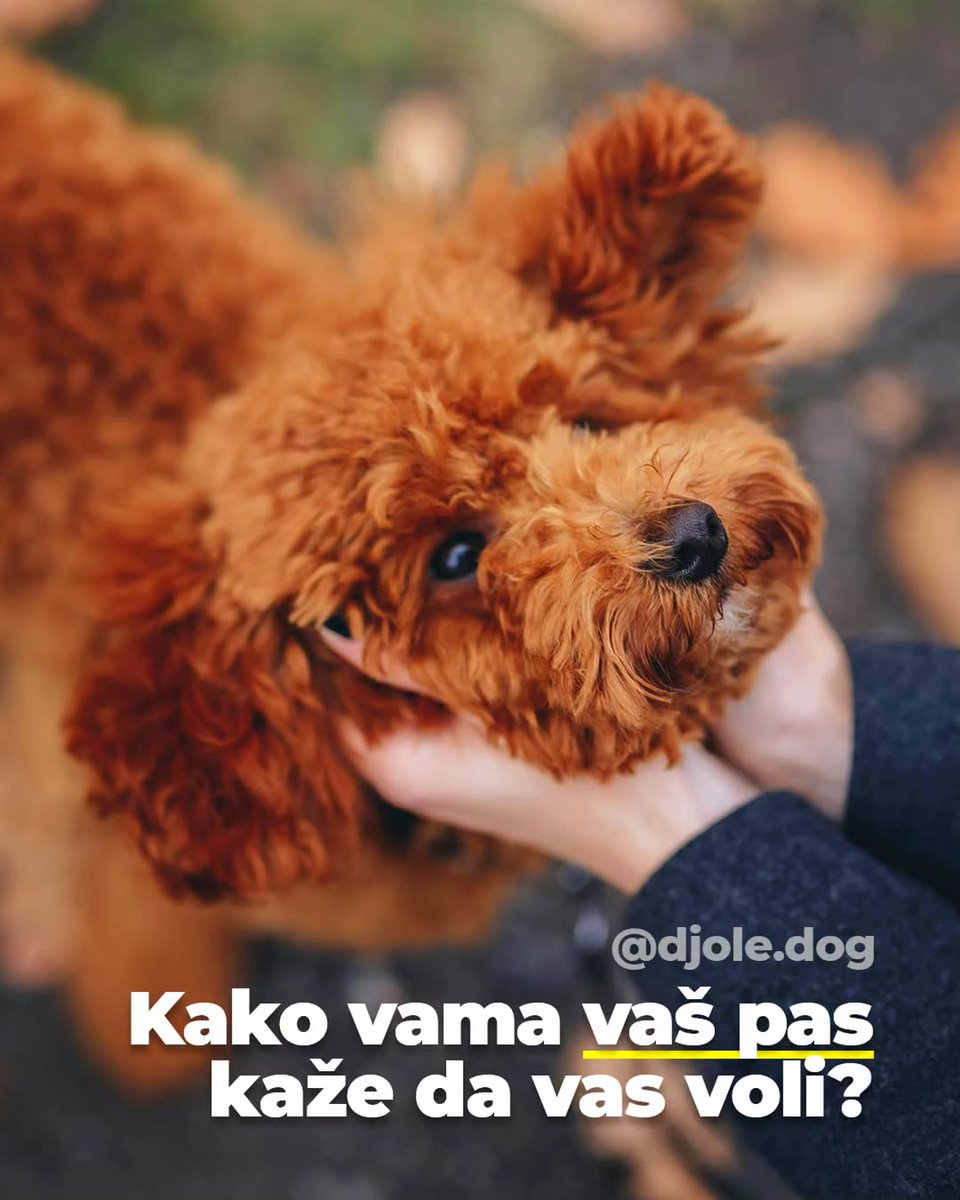 Djole dog tweet media