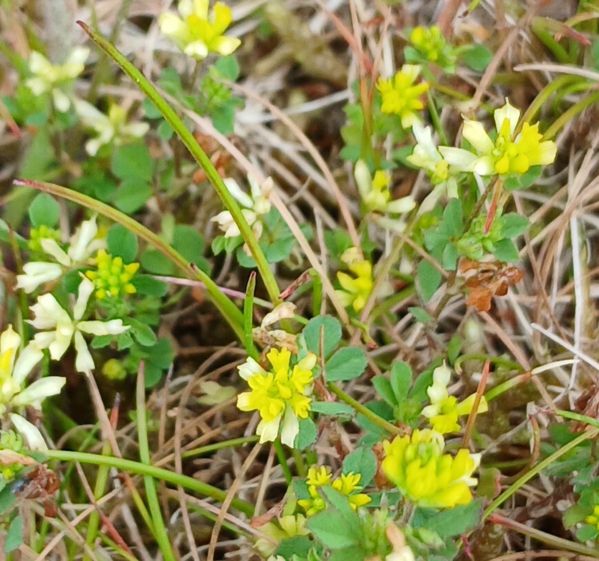 Another in the series of our getting up close and friendly to discover the beauty of some of our smaller plants on the reserve at RSPB Arne this week. Lesser Hop Trefoil flowers are tiny but have a real beauty when you get up close to enjoy them.