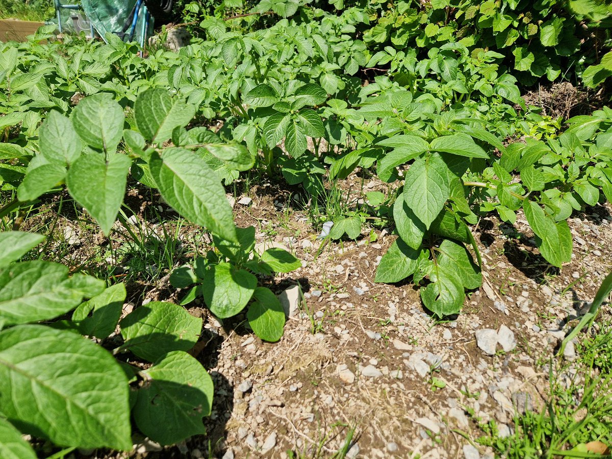 learoshi's tweet image. Look at my potato's growing :)