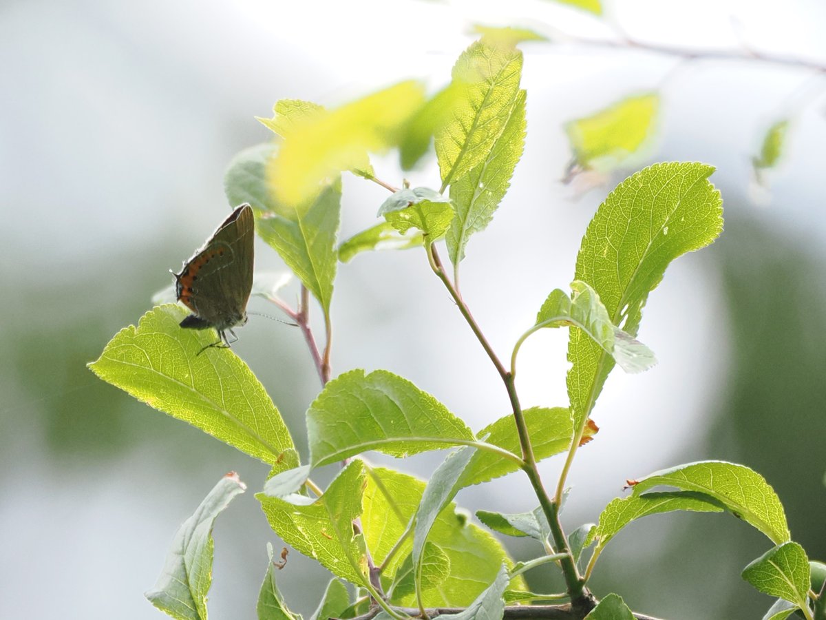 Harry's Birds & Wildlife (@birdinghawkeye) on Twitter photo A good day for insects around southwest Milton Keynes today, with a pristine White Admiral and Ruby-tailed Wasp at the edge of the city and later a Black Hairstreak at a historical location at Howe Park Wood, where I had previously failed to find them many times. <a href="/UpperThamesBC/">BC Upper Thames</a> A good day for insects around southwest Milton Keynes today, with a pristine White Admiral and Ruby-tailed Wasp at the edge of the city and later a Black Hairstreak at a historical location at Howe Park Wood, where I had previously failed to find them many times. <a href="/UpperThamesBC/">BC Upper Thames</a>