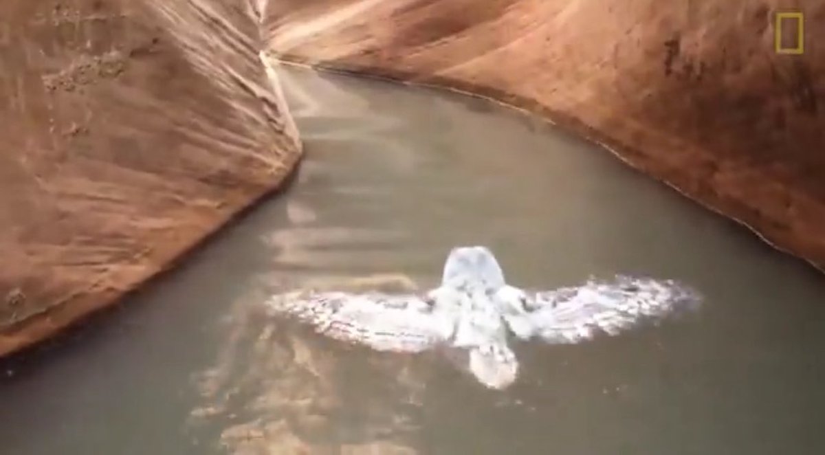 ไม่ใช่ทุกคนจะโดนชาวเน็ตแห่พากันไปดิสไลค์ mv เพราะแฟนคลับโปรโมทเพลงโดยใช้คลิปสอดไส้นกฮูกว่ายน้ำ😞 5555555555555555555 (ภาพที่มีเสียง)