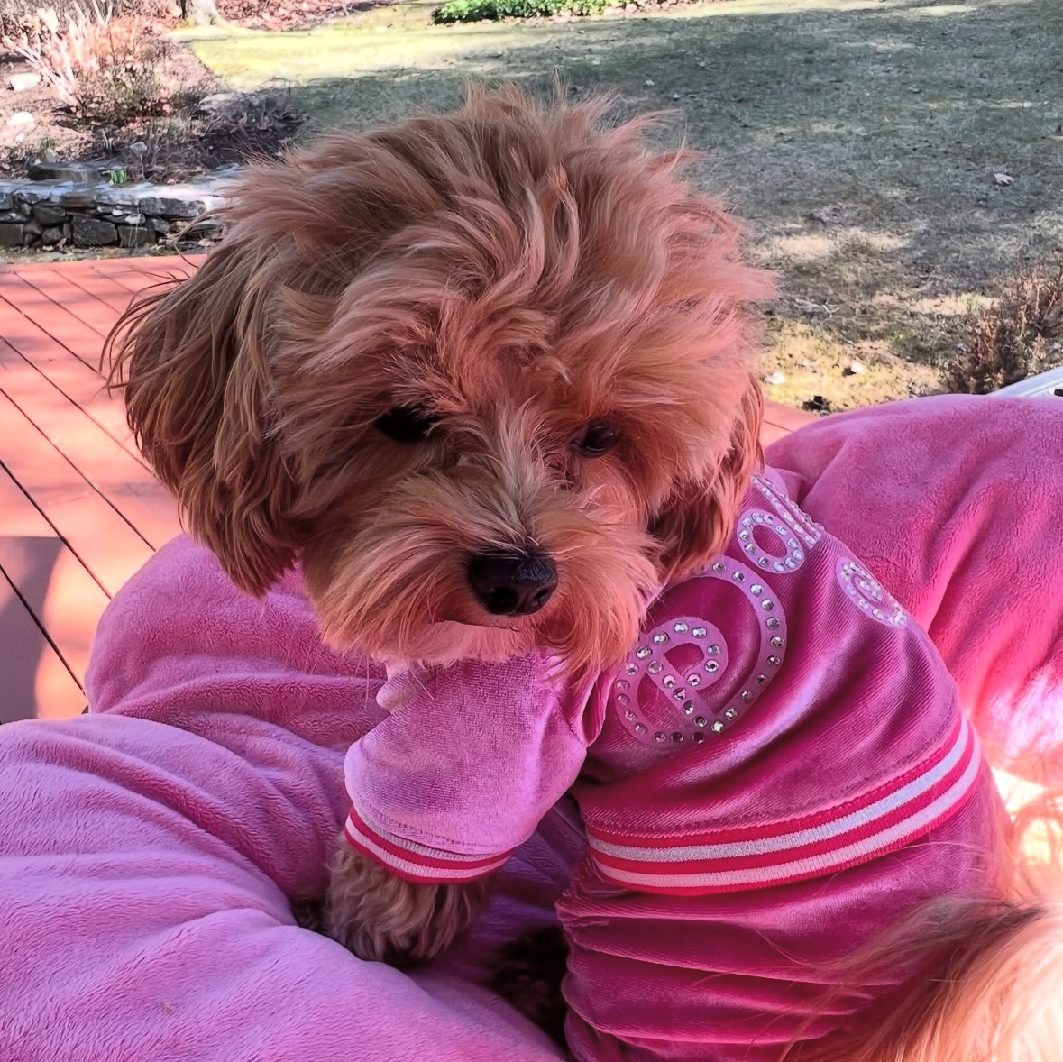Doggy Parton tweet media