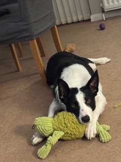 💜Thanks for the one year update Hazel and David!💜
'Flynn is a very special dog and we love him very much. He has enriched our life and hopefully he is content with us. Keep up your good work and hopefully the other adoptions are as rewarding the new owners as it is for us.'