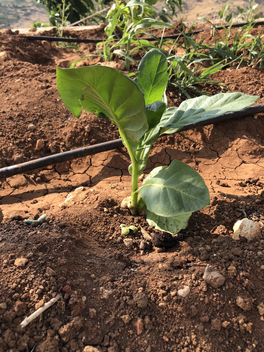 Tobacco plants growing:)!