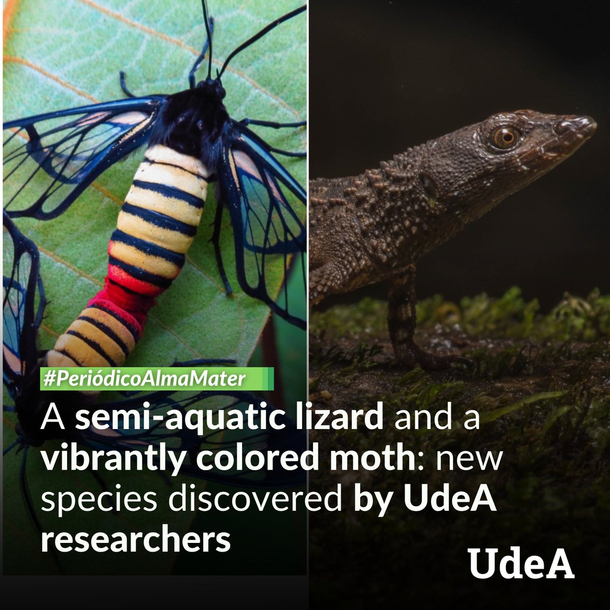 UdeA's tweet photo. 🦎 This is a semi-aquatic spiny lizard whose name was inspired by one of the country's most representative Indigenous peoples—Echinosaura embera—and the largest moth-wasp in Colombia that enchants with its striking red and yellow striped dress—Tigridania magdalenae.

💚 "Recording these new species allows us to better understand the territory we inhabit, and the processes that gave rise to all those things that amaze us out there in order to protect and preserve them," said Daniel Vásquez Restrepo, one of the researchers responsible for the discovery of Echinosaura embera.

#PeriódicoAlmaMater tells you more about these new discoveries with the UdeA hallmark 👉 https://t.co/5i9GVdaExN