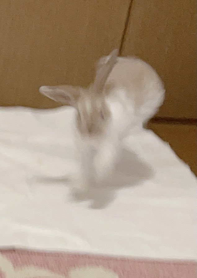 komugirabbit64's tweet photo. #ギリギリうさぎ判定選手権
常にびょんびょんしてた頃 https://t.co/zlmATdhWXt