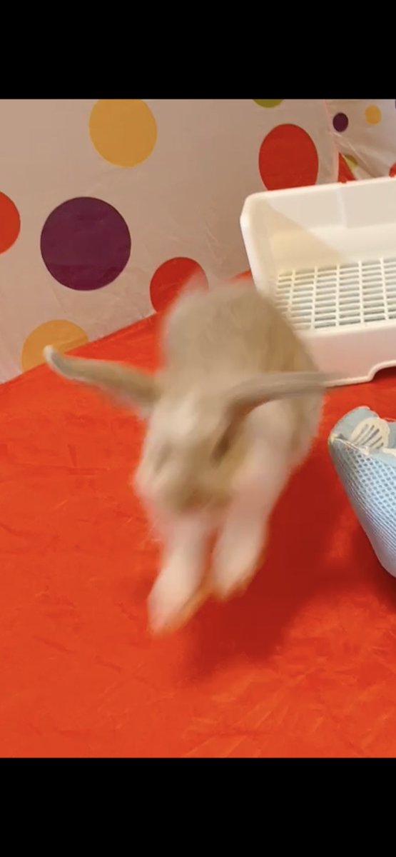 komugirabbit64's tweet photo. #ギリギリうさぎ判定選手権
常にびょんびょんしてた頃 https://t.co/zlmATdhWXt