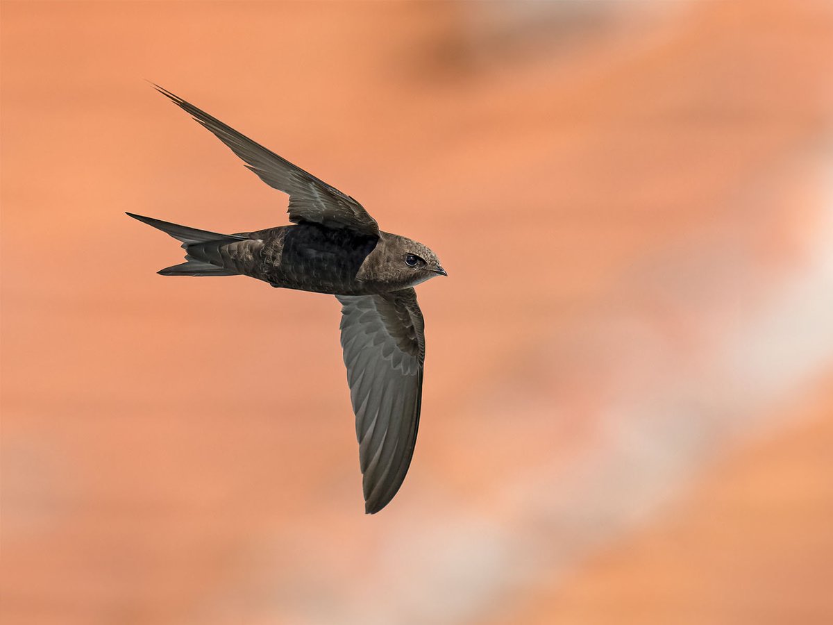 Sometimes I’m asked ‘why do you care?’ 
‘Swifts are one of the oldest species on earth. They spend more time airborne than any other bird yet when they come home they come home to us. They’re on the brink. They just need a brick with a hole in it.’
