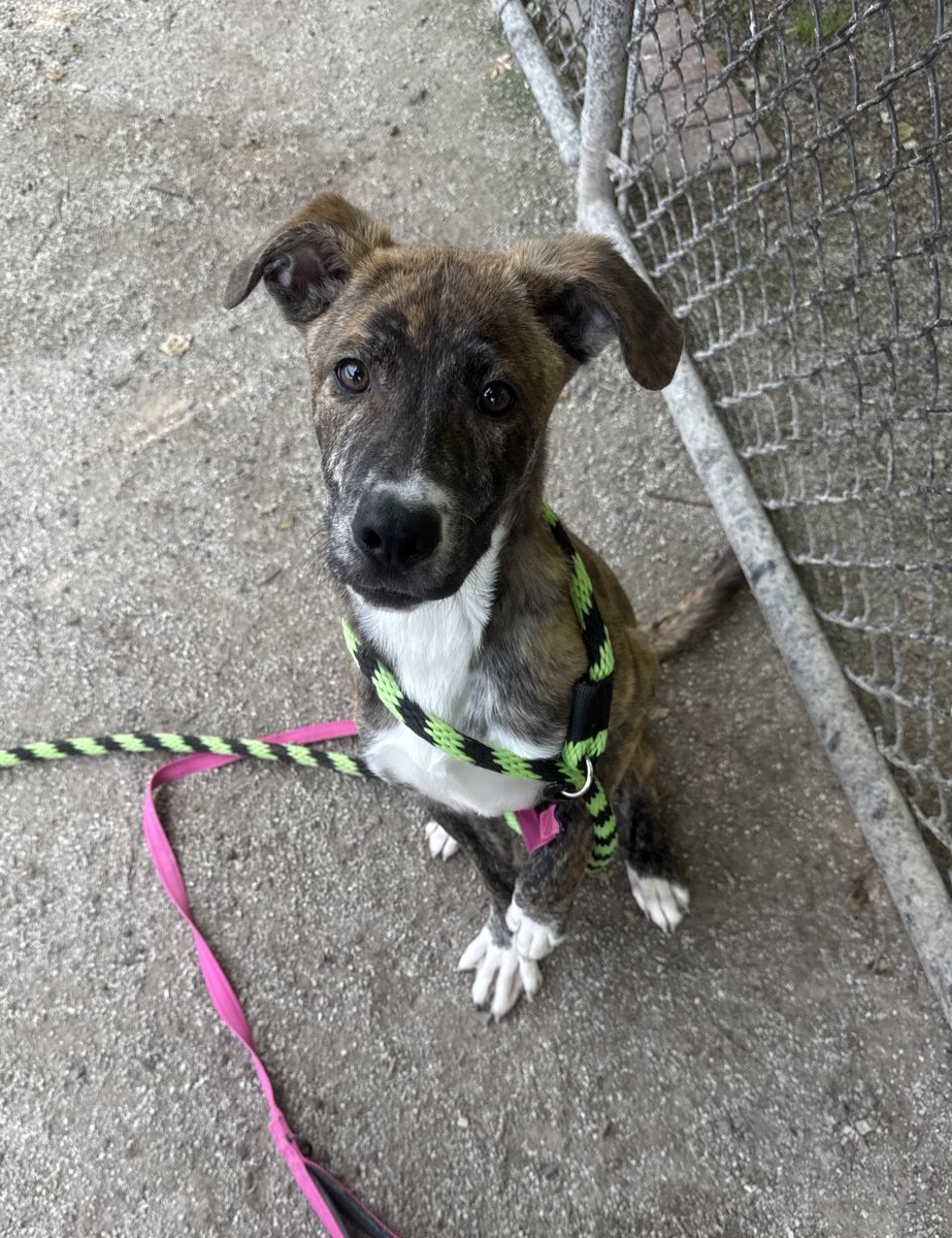 Not one single person asked to meet Ginger this weekend and we can't believe it!

This 5 month old puppy is sweet, full of love, and ready to learn. Like any pup his age, he will need some basic training, but Ginger is the kind of dog who will make it all worth it.

He shouldn’t