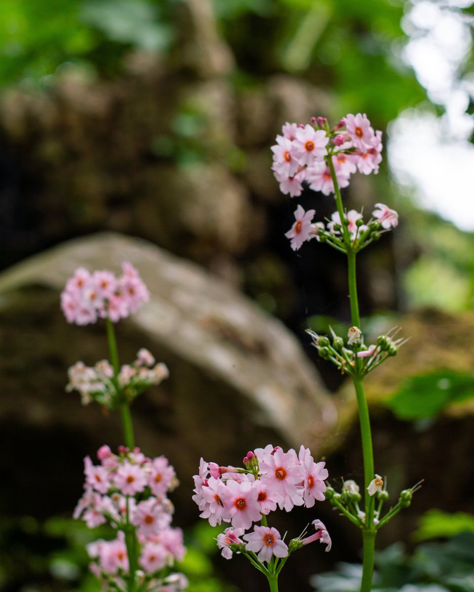 HighgroveGarden's tweet photo. Celebrating #BritishFlowerWeek with the many colours of Highgrove Gardens ππΊ
Can you name these plants and flowers? Let us know in the comments β¬οΈ https://t.co/U6NFVJsHvS