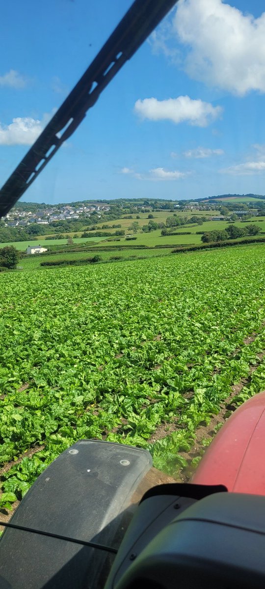 Mathew Roberts (@farmermat1) on Twitter photo Beet looking good 🥰
☀️🌧🏴 Beet looking good 🥰
☀️🌧🏴