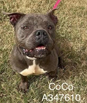 OlwynHope's tweet image. COCO #A347610  8yo is back at #CorpusChristi Tx will now be placed ‼️HIGH KILL‼️ 💉she was ADOPTED &amp;amp; RETURNED owner decided she didn’t want her after all 😡 so NOW COCO dies because owner failed her plz #PLEDGE4 #RESCUE let’s find her a LOVING FAMILY FOREVER 🙏🩷🐕 plz PLEDGE