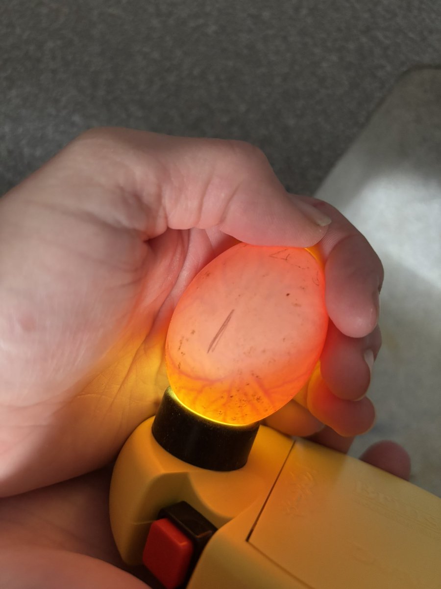 🦆🥚 Today our science club cracked on with checking the incubated duck eggs — and we’re egg-cited to report that 8 out of 10 have developed! Fingers crossed these little embryos keep quacking on! 🐣