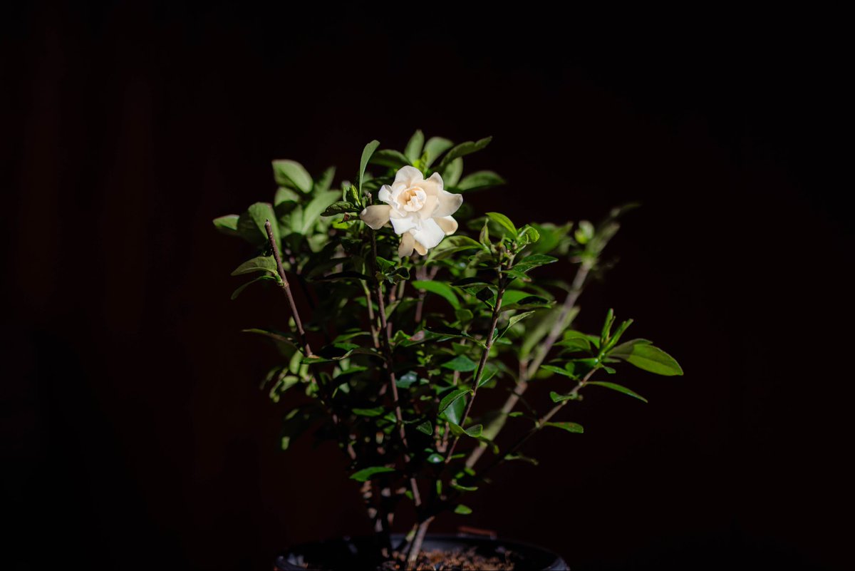 L A N D E R tweet media