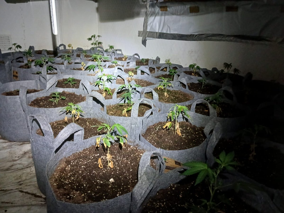 MPSEalingCommon's tweet photo. Today, SNT officer's forced entry into a #ealingcommon address believed Cannabis Farm. On entry, a male fled, FOUND by PD YOLO๐ถand #arrested. Approx 350 Cannabis plants at each stage of their harvest #seized @MPSTaskforce @MPSEalingCommon @MPSEalingBroad https://t.co/8LS3wipRLq