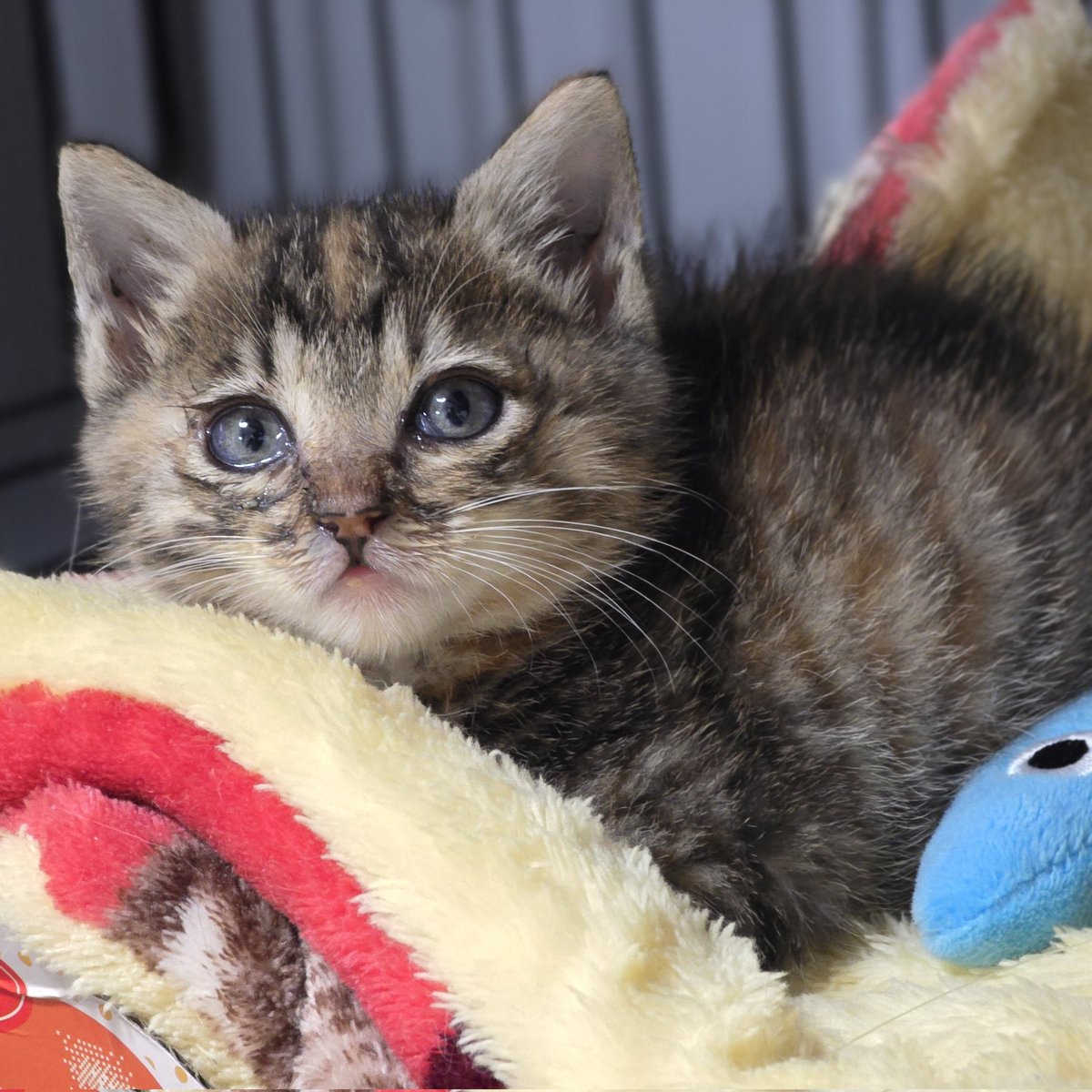 #나비야사랑해_곤히

서울 동대문구 골목길 한켠,
"새끼고양이 갖다 키우세요" 라고 적혀 있던 박스에서 발견된 '곤히'

덩그러니 놓인 박스 안에서
꼬옥 몸을 말고 세상 모르게 잠들어 있었어요

그 모습이 너무 짠하고 안쓰러우면서도 귀여워서 '곤히'라는 이름을 지어주었어요

구조 당시 겨우