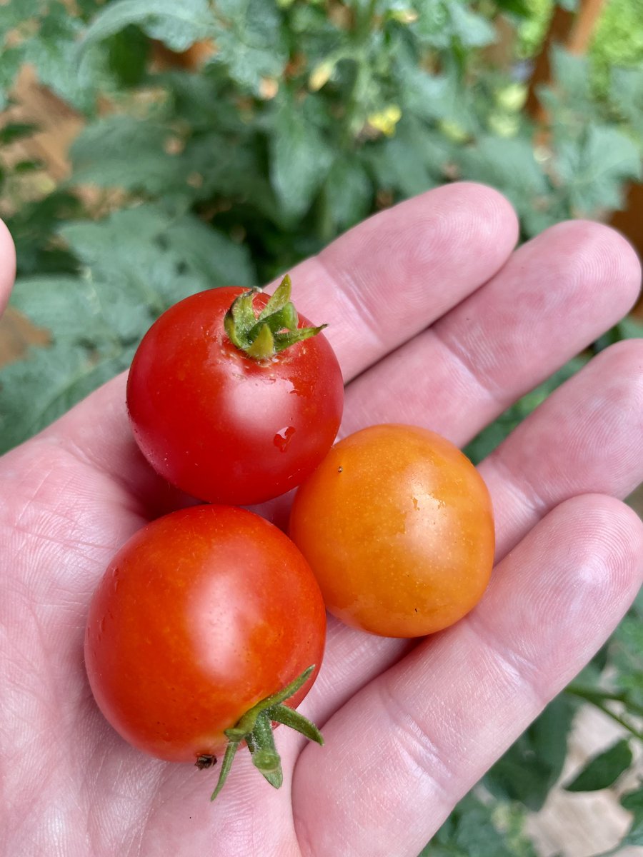 first cherry tomatoes from this year’s garden