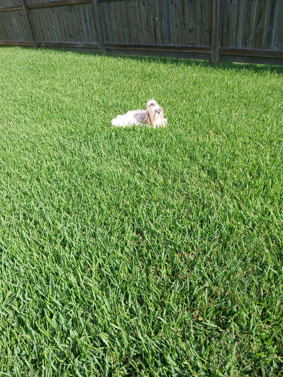 HeatherDodd6's tweet photo. Outside in the morning sun with do on tha grazz. π makin sure no zombies in me backyard. All clear π #ZSHQ #PawDay #TuesdayFeeling #Dogs #PupProblems #shihtzu #DogsLover #Dog #dogsoftwitter #Shihtzu #MorningVibes https://t.co/TFSEzj2n2l