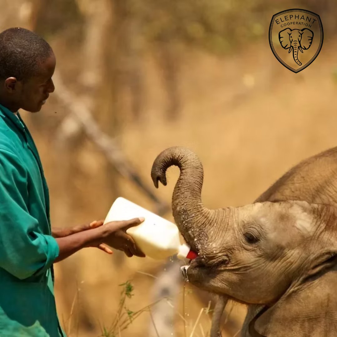 ElephantCoop's tweet image. 🐘 We don’t just rescue elephants—we help them heal and return to safe, protected spaces.
With expert care and habitat restoration, we’re securing their future—one elephant at a time. 🌍💛
#CooperateToCoexist #Elephants #WildlifeConservation #HabitatProtection #RehabMatters
⸻