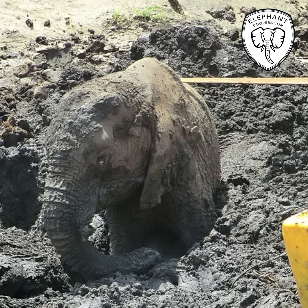 ElephantCoop's tweet image. 🐘 We don’t just rescue elephants—we help them heal and return to safe, protected spaces.
With expert care and habitat restoration, we’re securing their future—one elephant at a time. 🌍💛
#CooperateToCoexist #Elephants #WildlifeConservation #HabitatProtection #RehabMatters
⸻
