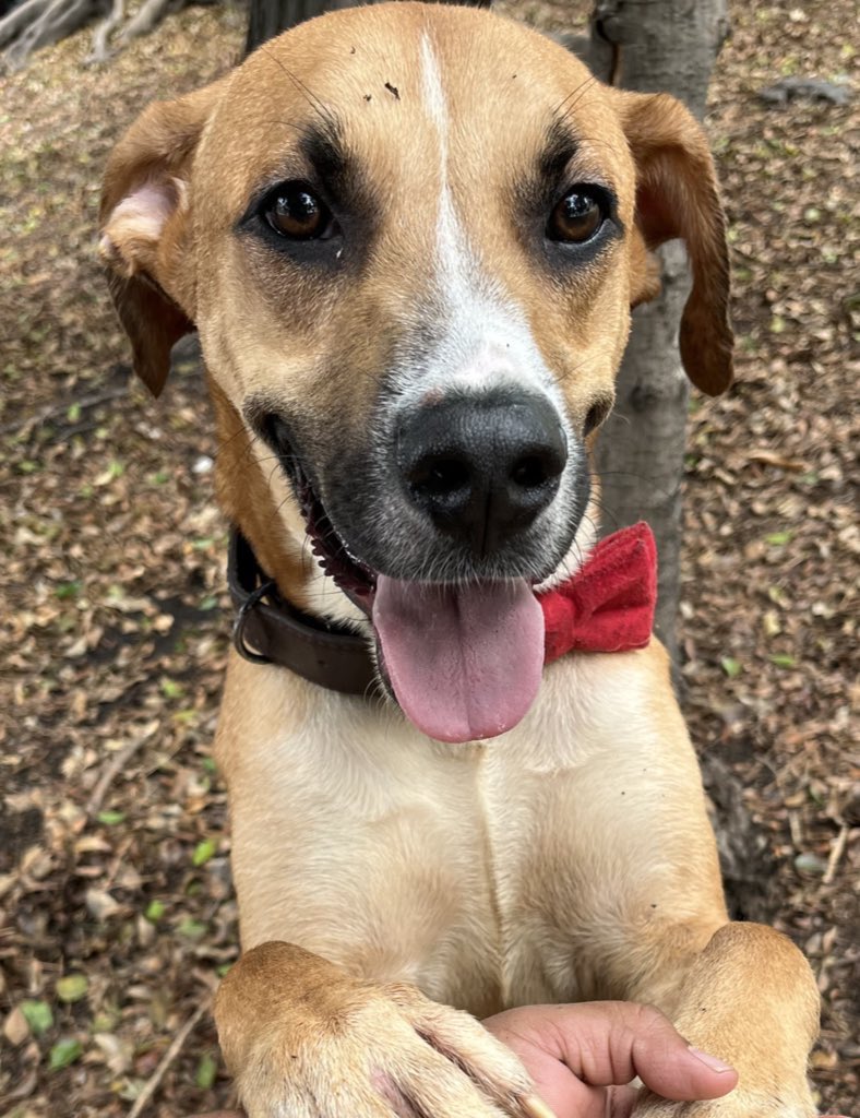 Disculpa que te moleste,pero necesito una familia.🥺

Soy Paquito y llevo más de 
un año esperando ser adoptado ,desafortunadamente NADIE se interesado en mi,en serio NADIE.💔

Es muy triste para mí ver como varios de mis amigos se van a sus nuevos hogares y yo sigo esperando.