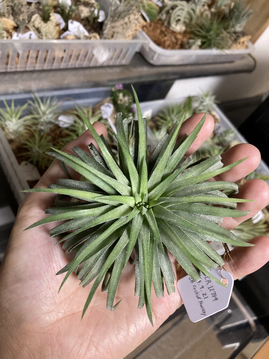 NativeToy's tweet image. 週末にチラの株分けして行こうかな。
一旦こちらで募集して、残りはメルカリかな。そしてこのhedgehogは、錣化してるんやろか？経過観察です。