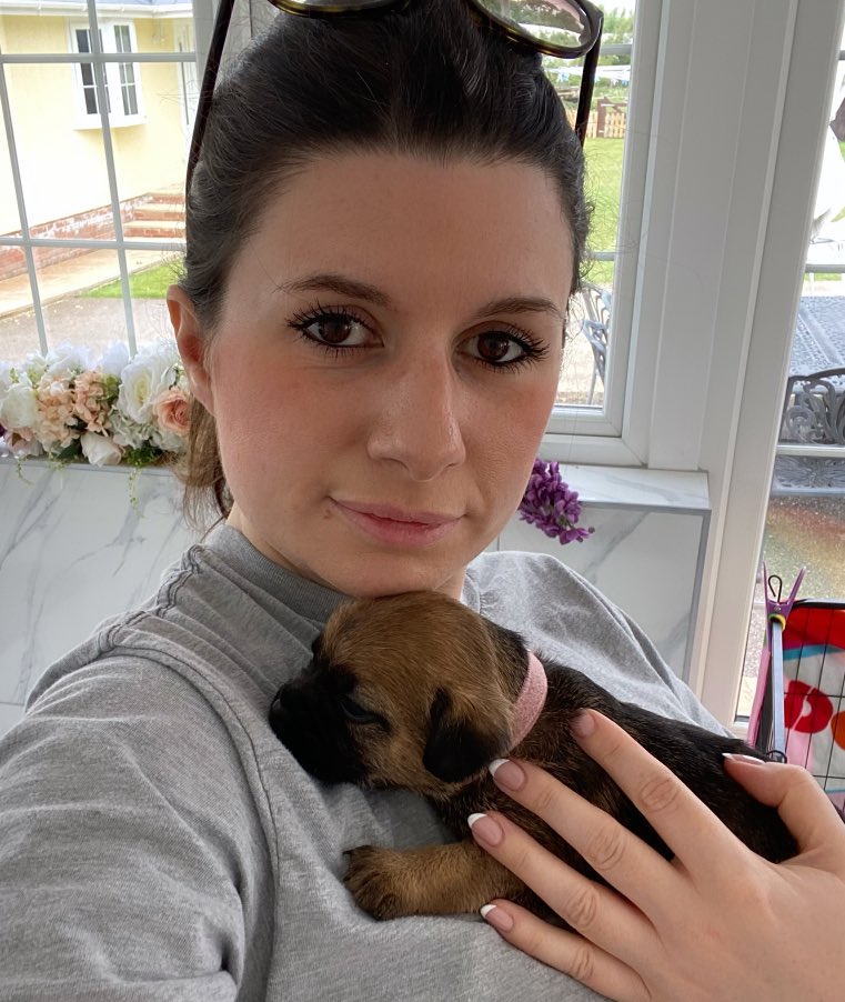 Met our new family puppy this morning: a border terrier 😍