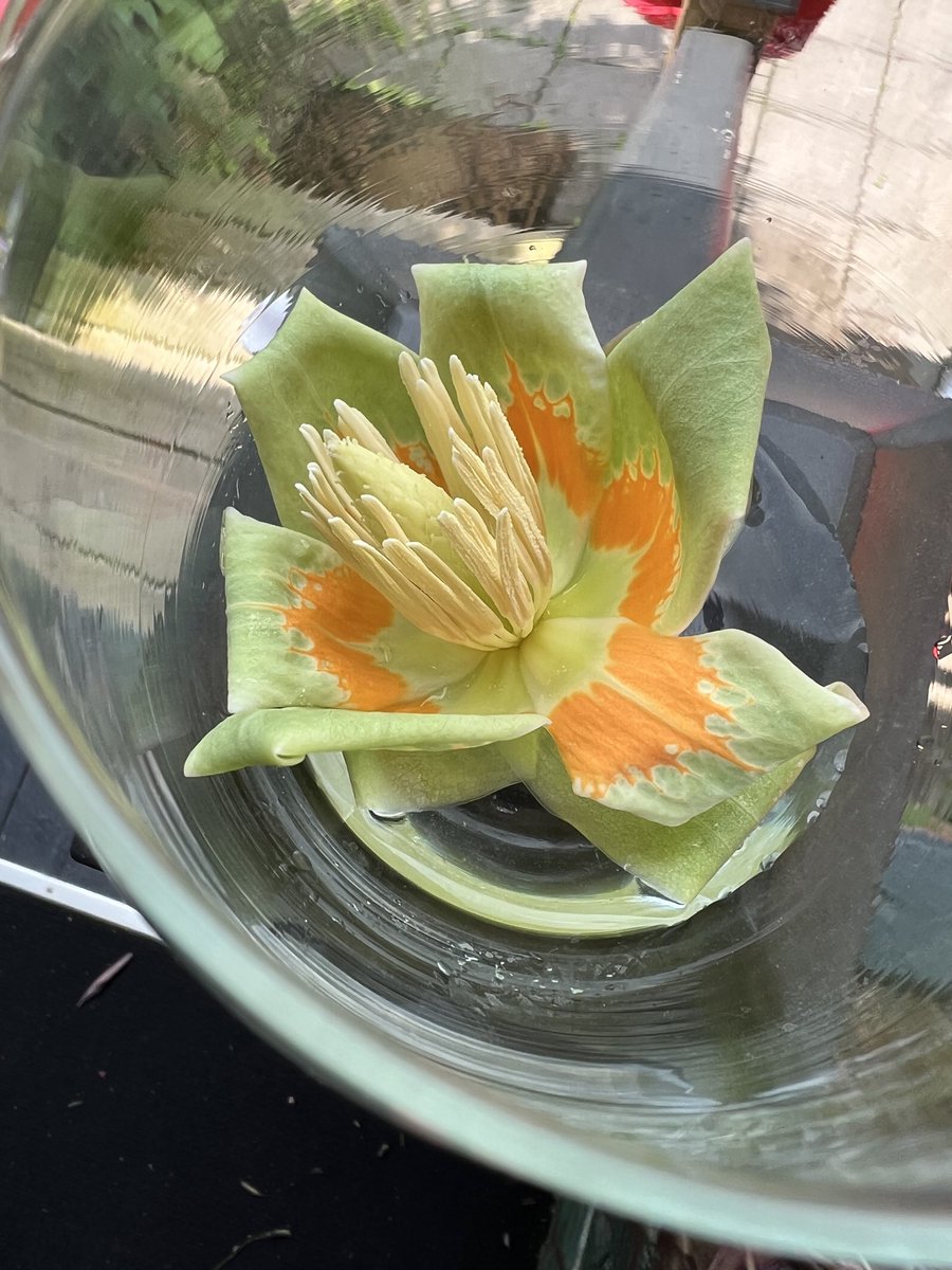 A tulip from our tulip tree.