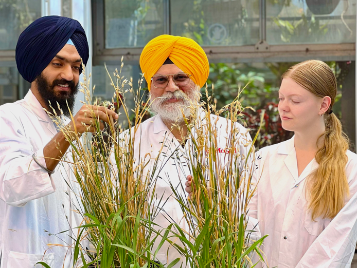 McGill researchers have edited oat DNA for the first time using gene editing, a breakthrough that could lead to oats with higher nutritional value and better resilience to climate change. 🌾

Read more: mcgill.ca/x/iAw